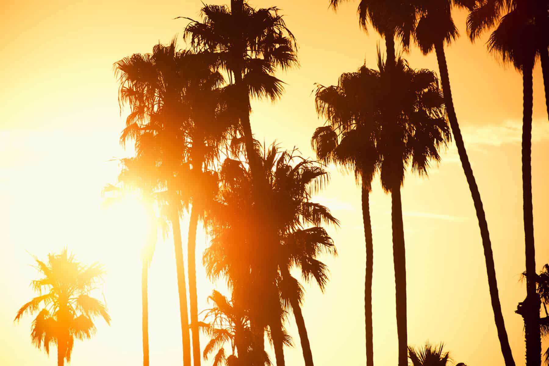 Palm Trees in Southern California near Moneta Pointe by Melia Homes in Gardena, CA
